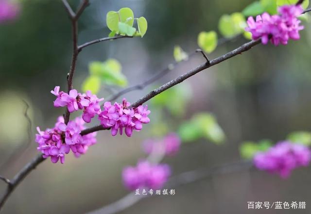 女摄影师实拍16张紫荆花照片,粉嫩诗意的春天,你喜欢吗?